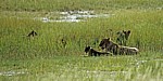 Löwein (Panthera leo) mit Jungen - Etosha Nationalpark