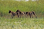 Löwenjunge (Panthera leo) - Etosha Nationalpark