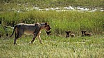 Löwin (Panthera leo) mit Jungen - Etosha Nationalpark