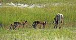 Löwin (Panthera leo) mit Jungen - Etosha Nationalpark