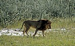 Löwe (Panthera leo) - Etosha Nationalpark