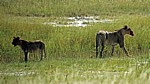 Löwin (Panthera leo) mit Jungem - Etosha Nationalpark