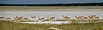 Springböcke (Antidorcas marsupialis) - Etosha Nationalpark