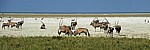Spießböcke (Oryx gazella) - Etosha Nationalpark