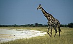 Giraffe (Giraffa camelopardalis) - Etosha Nationalpark