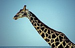 Giraffe (Giraffa camelopardalis) - Etosha Nationalpark