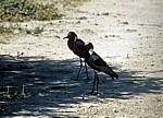 Waffenkiebitze (Vanellus armatus) - Etosha Nationalpark