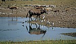 Chudop-Wasserloch: Spießbock (Oryx gazella) und Springböcke (Antidorcas marsupialis) und Kuhreiher (Bubulcus ibis) - Etosha Nationalpark