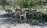 Springböcke (Antidorcas marsupialis) im Schatten eines Baumes - Etosha Nationalpark
