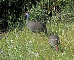Helmperlhühner (Numida meleagris) - Etosha Nationalpark