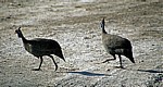 Helmperlhühner (Numida meleagris) - Etosha Nationalpark