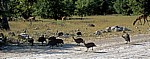Helmperlhühner (Numida meleagris) - Etosha Nationalpark