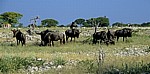 Streifengnus (Connochaetes taurinus) - Etosha Nationalpark