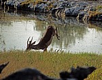 Springendes Schwarznasenimpala (Aepyceros melampus petersi) - Etosha Nationalpark