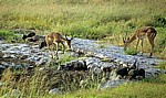 Schwarznasenimpalas (Aepyceros melampus petersi) - Etosha Nationalpark