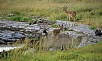 Schwarznasenimpalas (Aepyceros melampus petersi) - Etosha Nationalpark