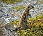 Kap-Borstenhörnchen (Xerus inauris) - Etosha Nationalpark