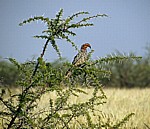 Südlicher Gelbschnabeltoko (Tockus leucomelas) - Etosha Nationalpark