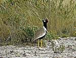 Gackeltrappe (Eupodotis afra) - Etosha Nationalpark