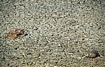 Etoshapfanne: Detail - Etosha Nationalpark