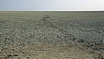 Etoshapfanne: Fährten - Etosha Nationalpark