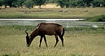 Südafrikanische Kuhantilope (Alcelaphus caama) - Etosha Nationalpark