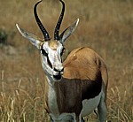 Springbock (Antidorcas marsupialis) - Etosha Nationalpark