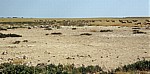 Springböcke (Antidorcas marsupialis) - Etosha Nationalpark