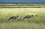 Paradieskraniche (Anthropoides paradisea) - Etosha Nationalpark
