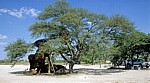 Okaukuejo: Siedelwebernester (Philetairus socius) am Campingplatz - Etosha Nationalpark