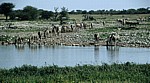 Okaukuejo-Wasserloch: Steppenzebras (Equus quagga) kommen zum Trinken - Etosha Nationalpark