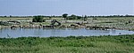 Okaukuejo-Wasserloch: Steppenzebras (Equus quagga) beim Trinken - Etosha Nationalpark