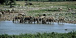 Okaukuejo-Wasserloch: Steppenzebras (Equus quagga) beim Trinken  - Etosha Nationalpark