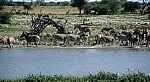 Okaukuejo-Wasserloch: Steppenzebras (Equus quagga) verlassen die Wasserstelle - Etosha Nationalpark
