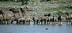 Okaukuejo-Wasserloch: Steppenzebras (Equus quagga) beim Trinken - Etosha Nationalpark