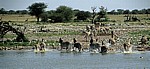 Okaukuejo-Wasserloch: Steppenzebras (Equus quagga) verlassen die Wasserstelle - Etosha Nationalpark