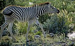 Junges Steppenzebra (Equus quagga) - Etosha Nationalpark