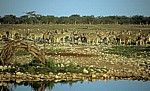 Okaukuejo-Wasserloch: Steppenzebras (Equus quagga) - Etosha Nationalpark