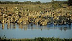 Okaukuejo-Wasserloch: Steppenzebras (Equus quagga) - Etosha Nationalpark