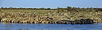 Okaukuejo-Wasserloch: Steppenzebras (Equus quagga) - Etosha Nationalpark