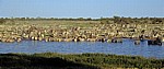 Okaukuejo-Wasserloch: Steppenzebras (Equus quagga) - Etosha Nationalpark