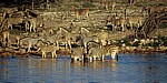 Okaukuejo-Wasserloch: Steppenzebras (Equus quagga) - Etosha Nationalpark