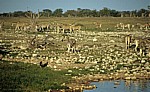 Okaukuejo-Wasserloch: Steppenzebras (Equus quagga) - Stute mit Fohlen (Mitte) - Etosha Nationalpark