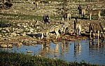 Okaukuejo-Wasserloch: Steppenzebras (Equus quagga) - Stute mit Fohlen (Mitte) - Etosha Nationalpark