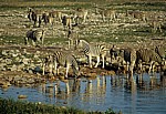 Okaukuejo-Wasserloch: Steppenzebras (Equus quagga) - Stute mit Fohlen (links) - Etosha Nationalpark