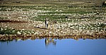 Okaukuejo-Wasserloch: Steppenzebrafohlen (Equus quagga) - Etosha Nationalpark