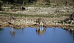Okaukuejo-Wasserloch: Steppenzebras (Equus quagga) - u. a. Stute mit Fohlen - Etosha Nationalpark