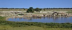 Okaukuejo-Wasserloch: Steppenzebras (Equus quagga) - Etosha Nationalpark