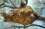 Okaukuejo: Siedelwebernester (Philetairus socius)  - Etosha Nationalpark