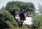 Siedelwebernester (Philetairus socius) - Etosha Nationalpark